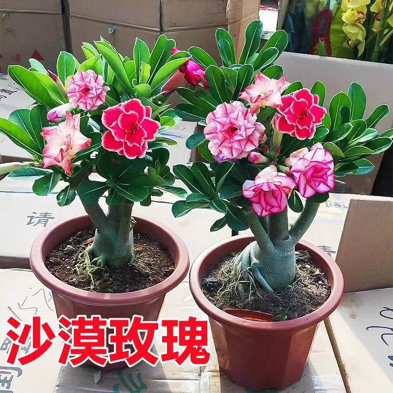 沙漠玫瑰盆栽重瓣四季开绿植多肉