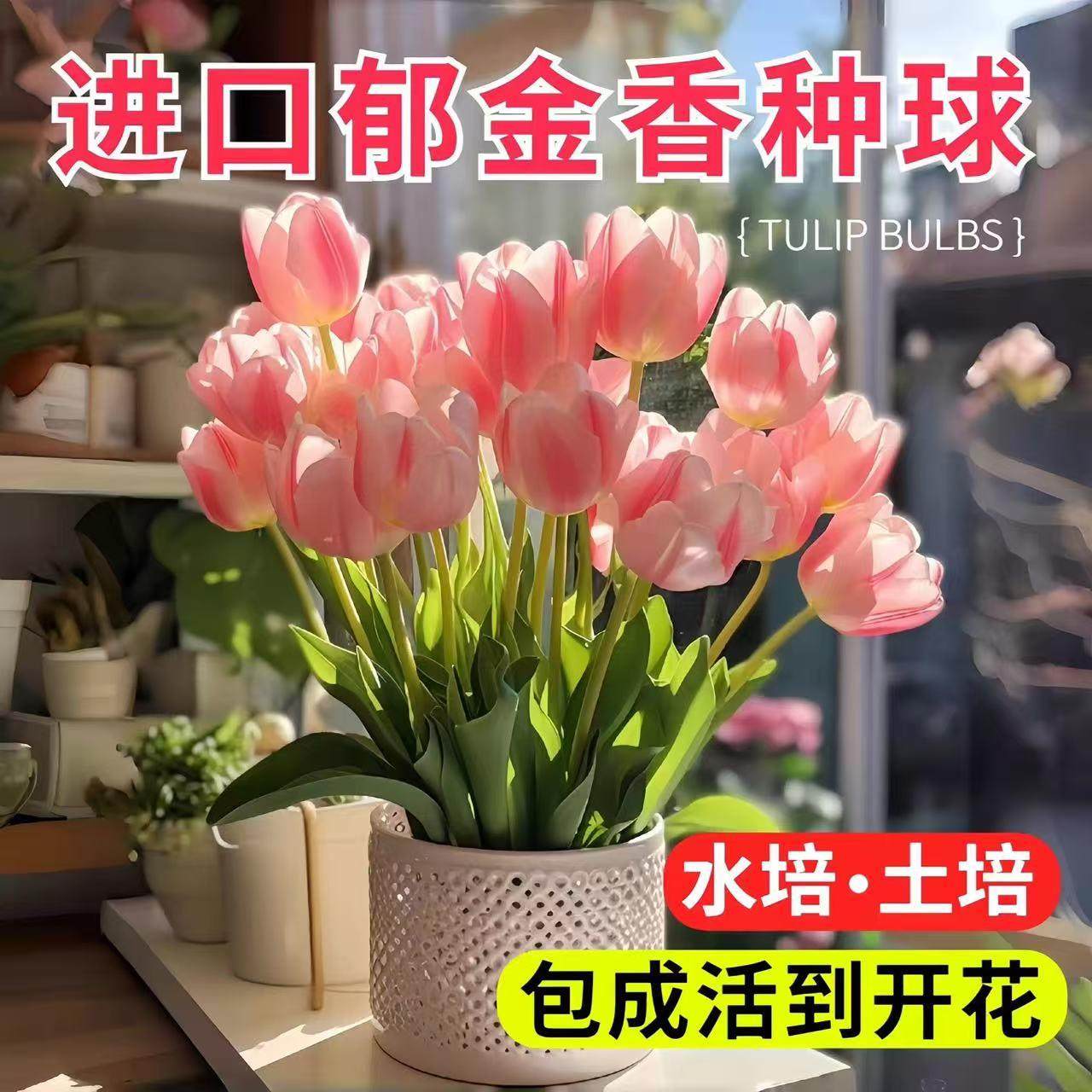 进口郁金香大种球5度球盆栽花卉水培土养耐寒室内外阳台鲜花植物,鲜花速递/花卉仿真/绿植园艺,时令草本花卉,淘宝优惠券,粉丝福利购,淘宝优惠卷