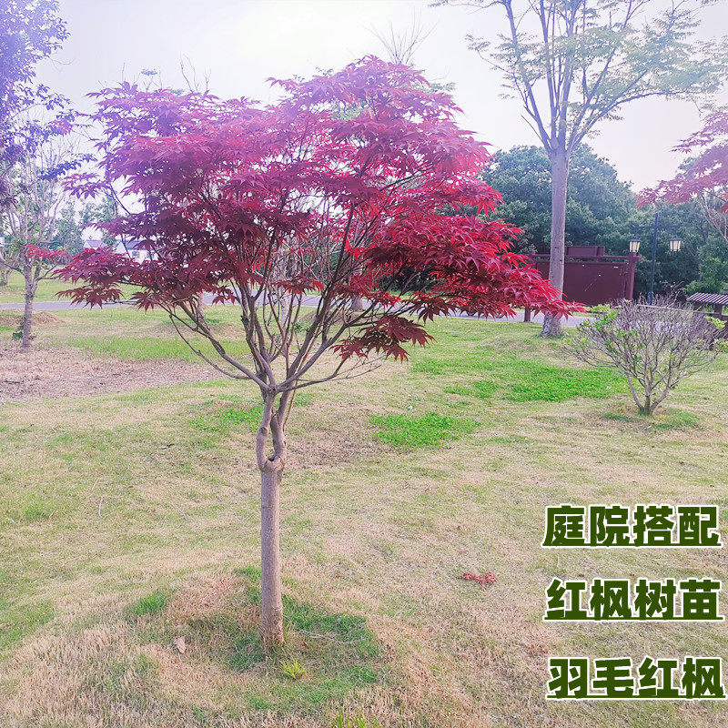 红枫树苗日本红舞姬中国三季红美国太冷别墅四季羽毛黄金流泉庭院_虎窝淘