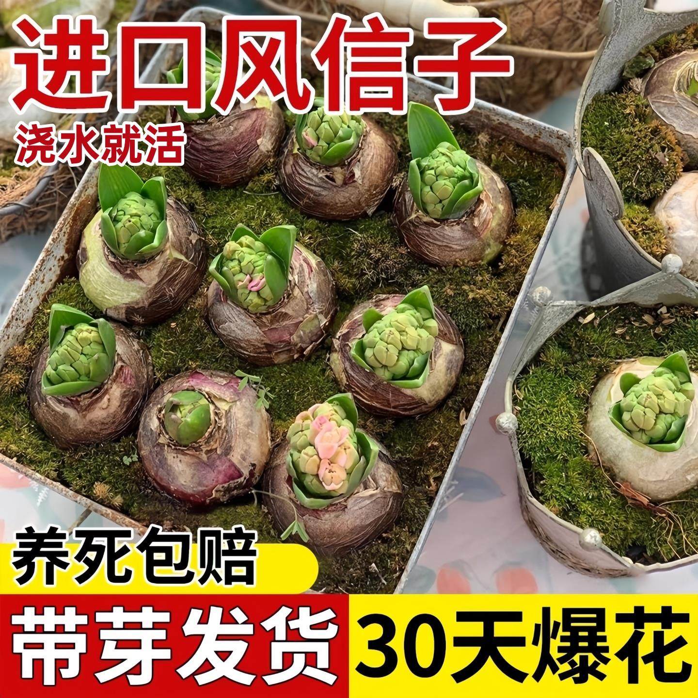 风信子种球水培花卉带芽大球好养活阳台室内外盆栽植物郁金香土培,鲜花速递/花卉仿真/绿植园艺,种球/裸根,淘宝优惠券,粉丝福利购,淘宝优惠卷