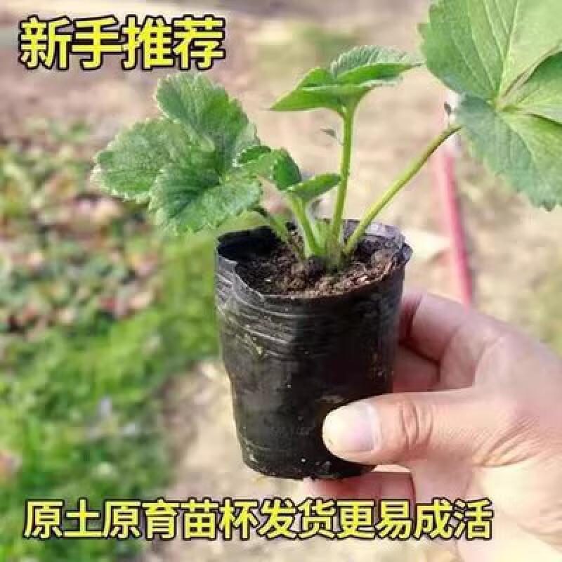 草莓苗盆栽带土秧阳台奶油