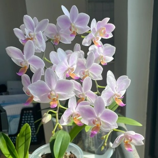 粉残雪蝴蝶兰2.8寸杯带花剑发货耐热型夏花续花型花期超长好养活