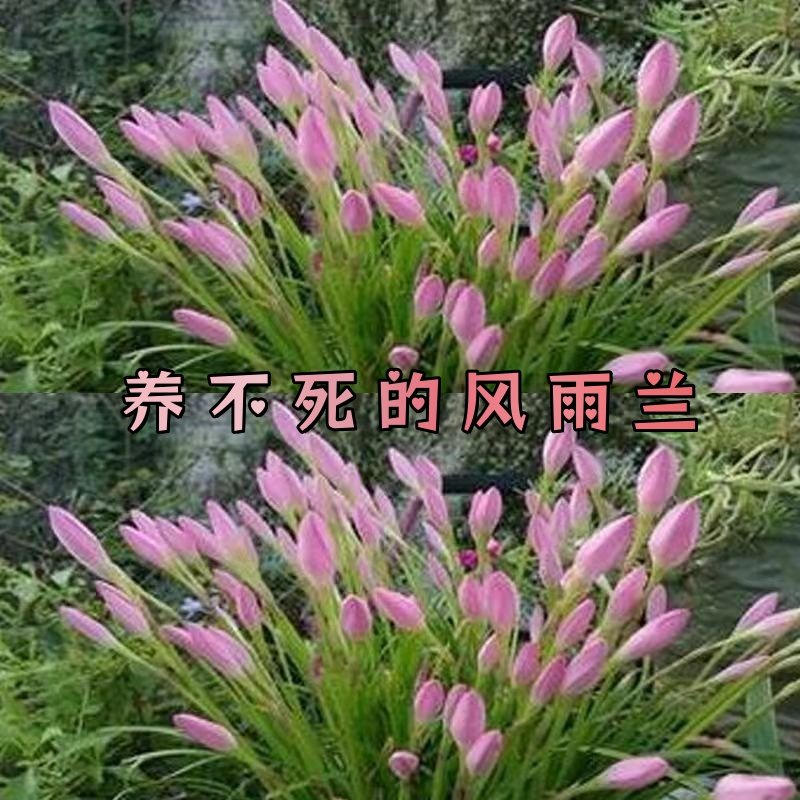 风雨兰多年生种球韭懒人好