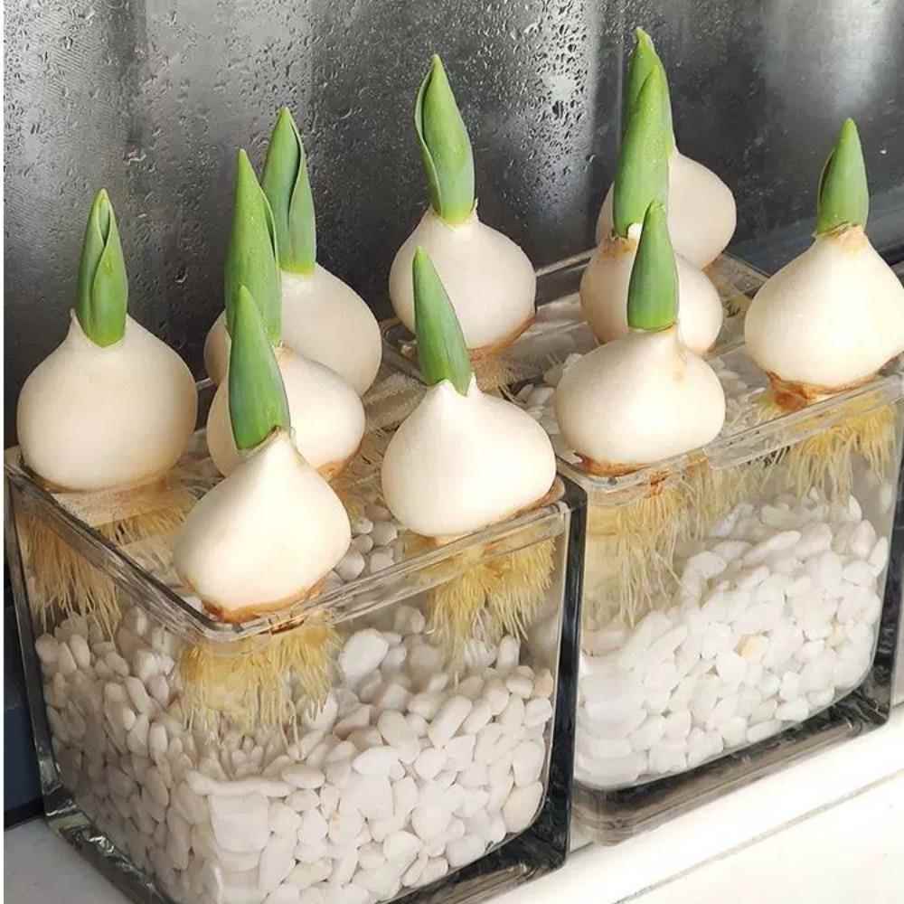 郁金香种球水培花卉植物室