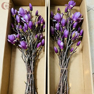 水培紫玉兰花鲜切枝带花苞干枝红梅鲜花卉室内好养四季开花植物