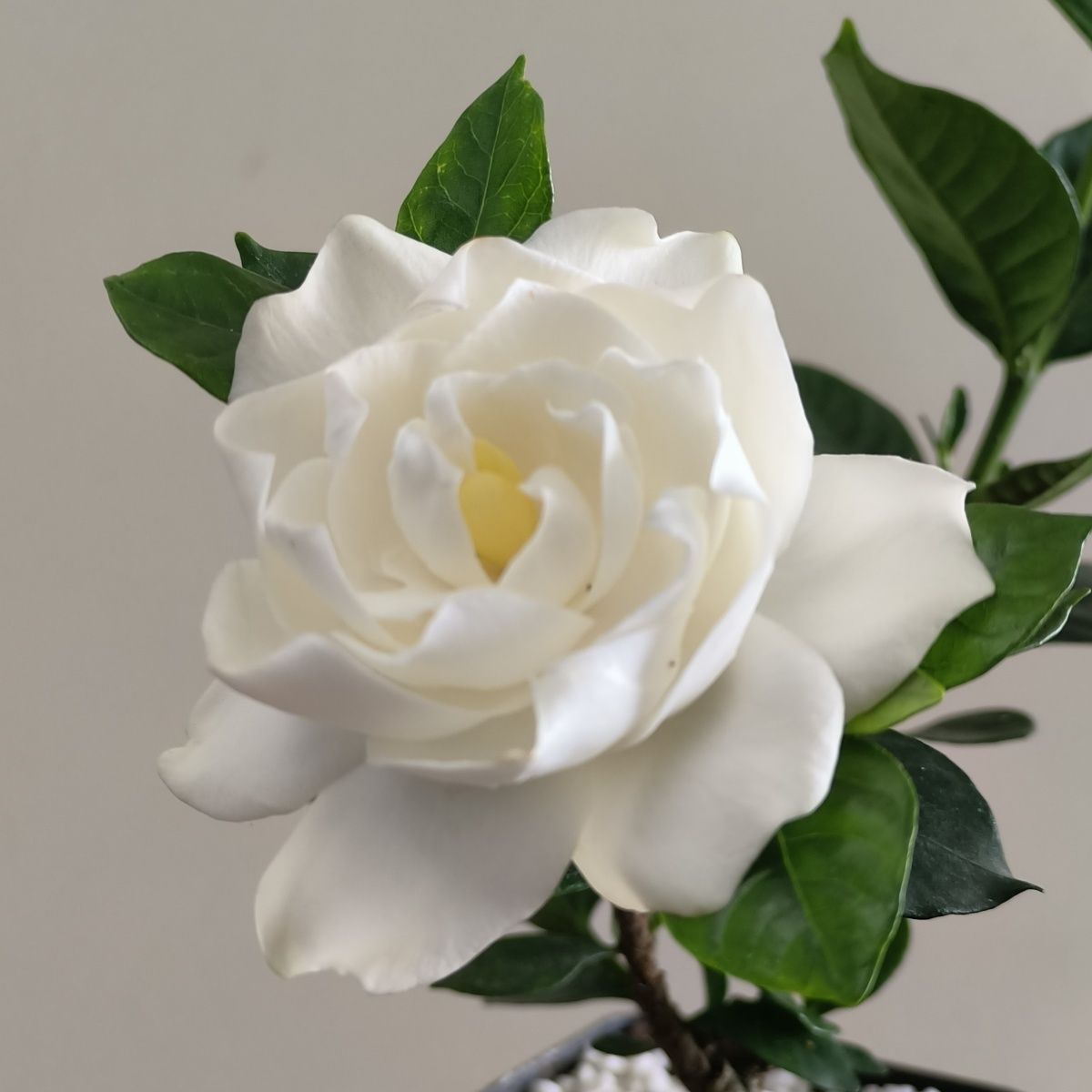 栀子花法莲八重咲瓣浓香型