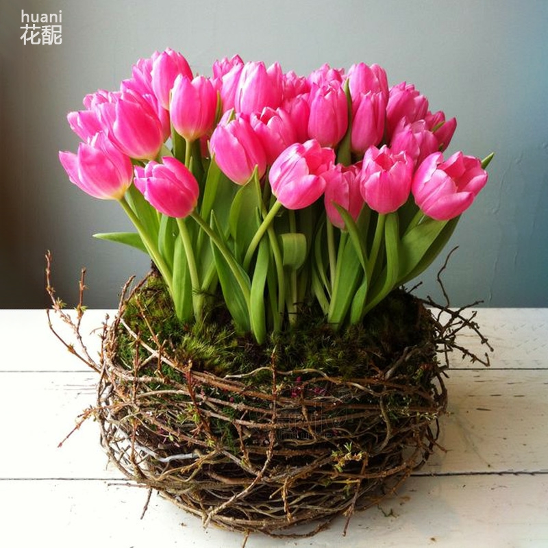 郁金香种球水培四季盆栽花