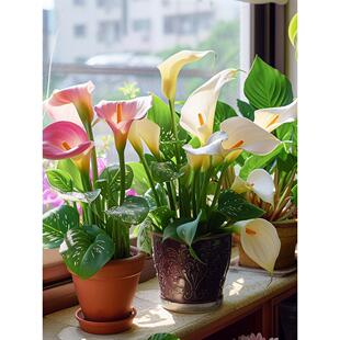 现货马蹄莲种球进口土培花种彩色花卉开花球块根可盆地栽园艺虹越