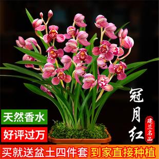兰花苗盆栽四季兰冠月红新手好养夏带花苞出售荷瓣浓香花卉绿植