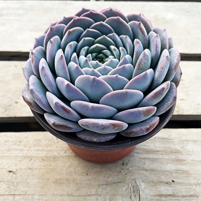 纯爱莲花座包子型多肉植物好养活