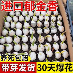 郁金香成品苗花苗带花苞郁净香种球室内外盆栽水培土培花卉鲜花苗