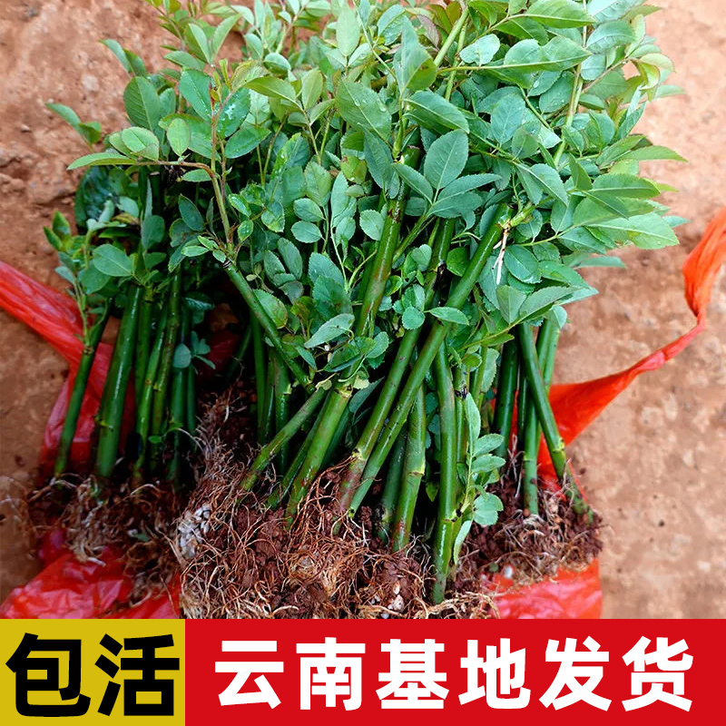 云南直发10颗无刺蔷薇花苗爬藤月季藤本爬墙花卉庭院小苗