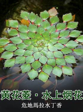 浮萍水上烟花鱼缸水草真植物火黄花菱水葫芦一叶莲水丁香造景好养