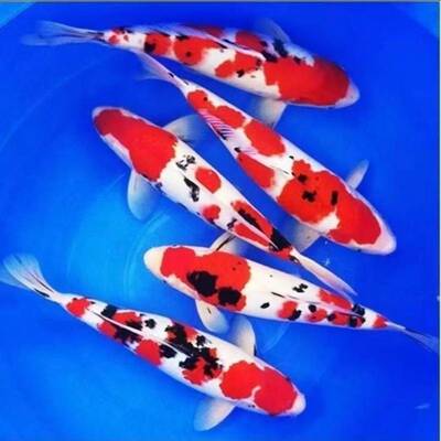 精品锦鲤鱼纯种庭院养大鱼观赏鱼冷水淡水鱼好养红白大正三色昭和