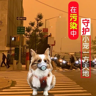 宠物口罩污染防尘防叫狗嘴套 大小犬面罩健康出行日用品