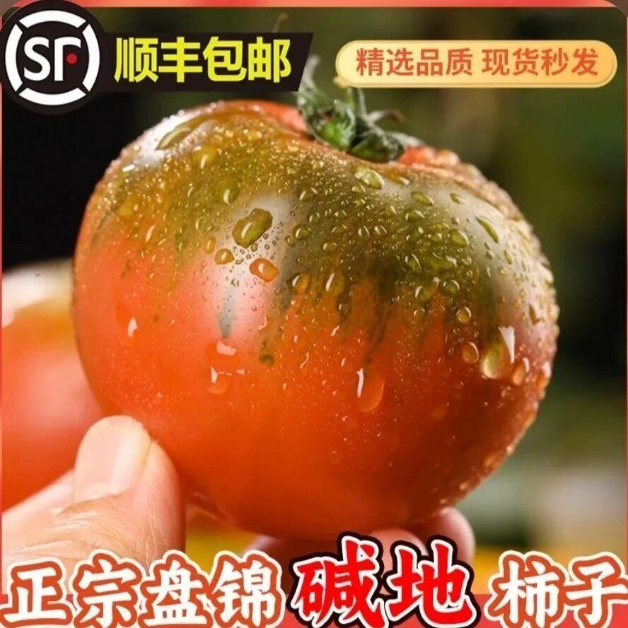 现摘现发碱地铁皮西红柿自然熟酸甜脆口草莓柿子鹰爪番茄西红柿