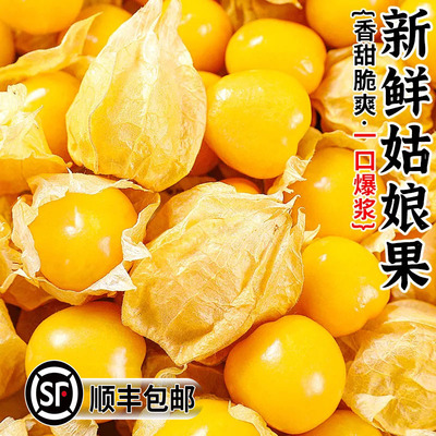 【产地直发】现摘东北黄金姑娘果菇娘灯笼果新鲜当季甜菇娘特产