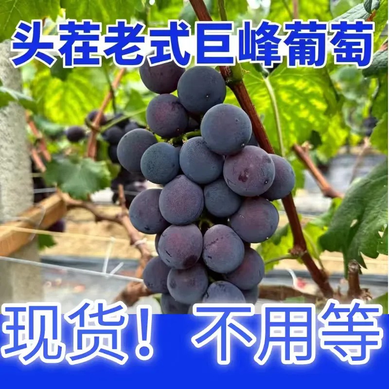 【京东快递送货上门】整串巨峰葡萄当季现摘新鲜农家大果孕妇水果