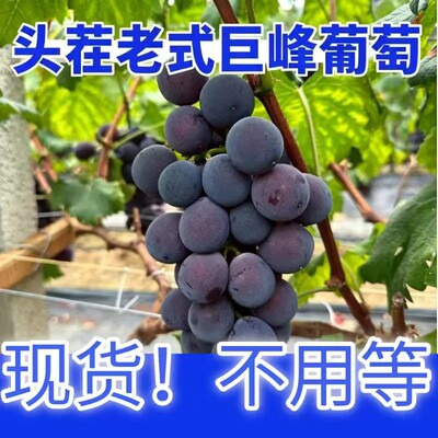 【京东快递送货上门】整串巨峰葡萄当季现摘新鲜农家大果孕妇水果