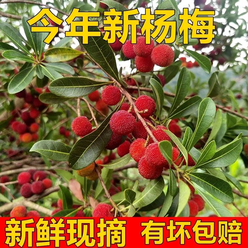 现货贵州杨梅新鲜现摘杨梅孕妇水果当季时令应季本地杨梅冷链包邮