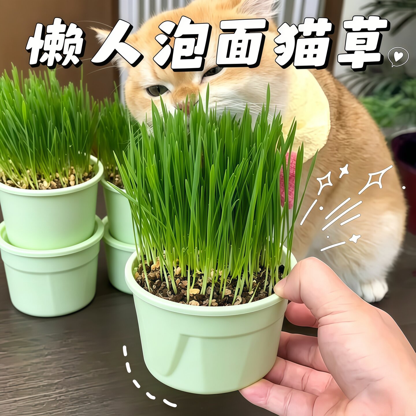 懒人水培猫草化毛排毛球