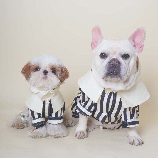 DDPET狗衣服宠物夏季法斗雪纳瑞比熊马尔济斯西施小型犬四脚雨衣