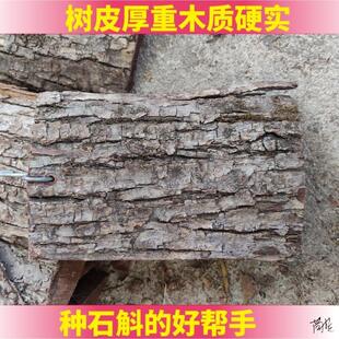 石斛木板杉树木桩自制吊挂原木板壁挂大棚蝴蝶兰松木板悬空植料