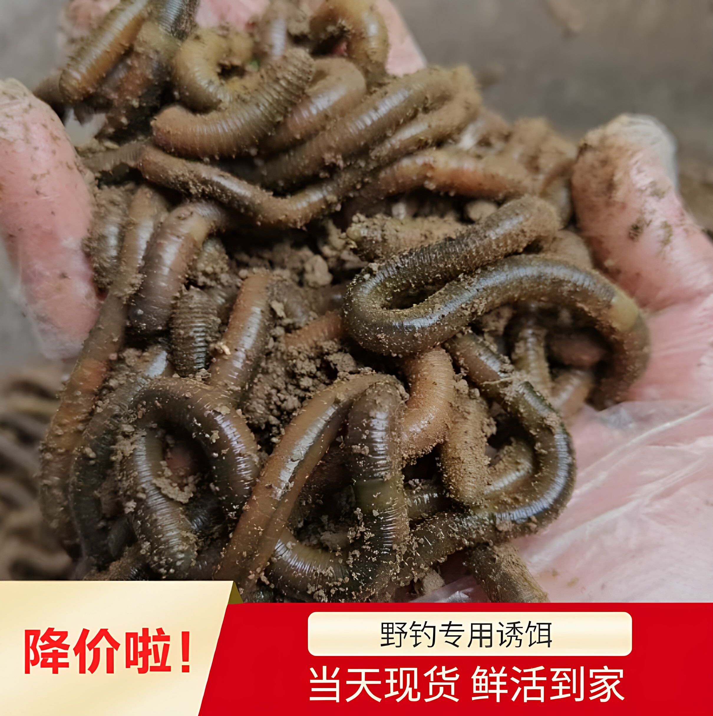 活饵地龙蚯蚓天然饵料钓鱼打窝专用营养鲜活蚯蚓饵钓鱼用鲜活饵料