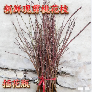 新鲜现剪桃花枝桃树枝带花芽运水培婴儿出院压惊哭泡水桃木