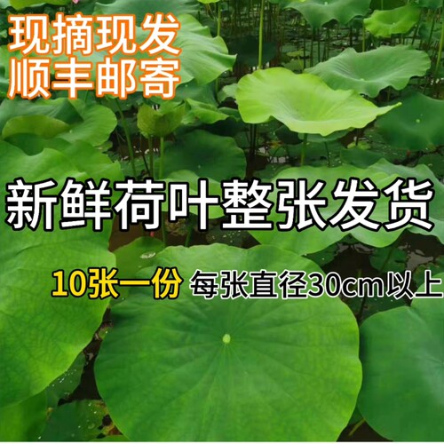 新鲜荷叶莲叶现摘现发整张发货荷叶粥荷叶饭荷叶鸡荷叶茶夏季清茶