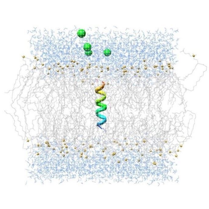 膜蛋白的分子动力学模拟蛋白模型构建分子对接基因家族