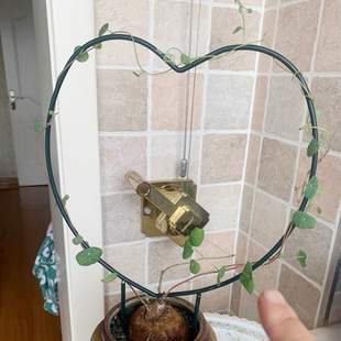 室内铁艺圆形心形雪莹绿萝山乌龟甲龙铁线莲花架爬藤架子植物支架
