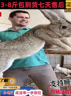 大型肉兔子活物家养成年种公孕母兔繁殖比利时种兔非公母一对活兔