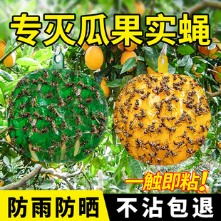 诱蝇球柑橘大实蝇诱捕球瓜果实蝇粘虫球针蜂果蝇诱虫球针蜂引诱剂
