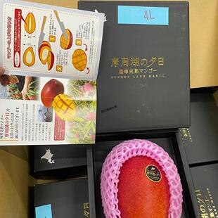 北海道寒极之地太阳芒礼盒高端新鲜热带水果树上熟芒果香甜无丝