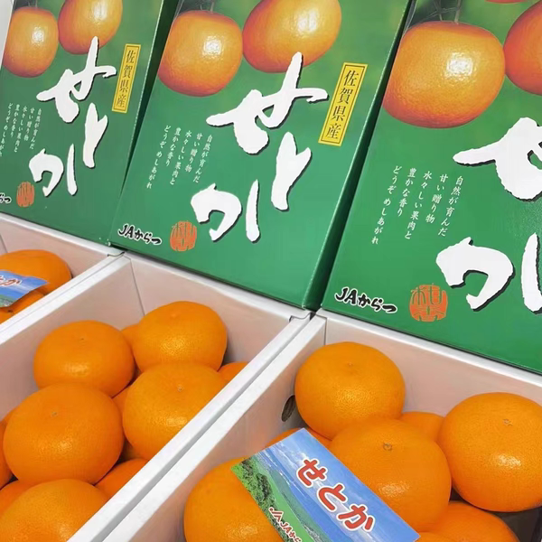 佐贺滨崎蜜柑日本蜜柑品种甜嫩多汁柑香浓郁孕妇水果