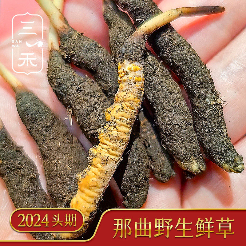 2024年正宗西藏那曲野生头茬新鲜虫草