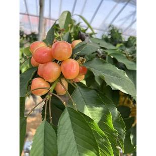 大连黄樱桃3.6斤礼盒装4J大果 脆甜爆汁