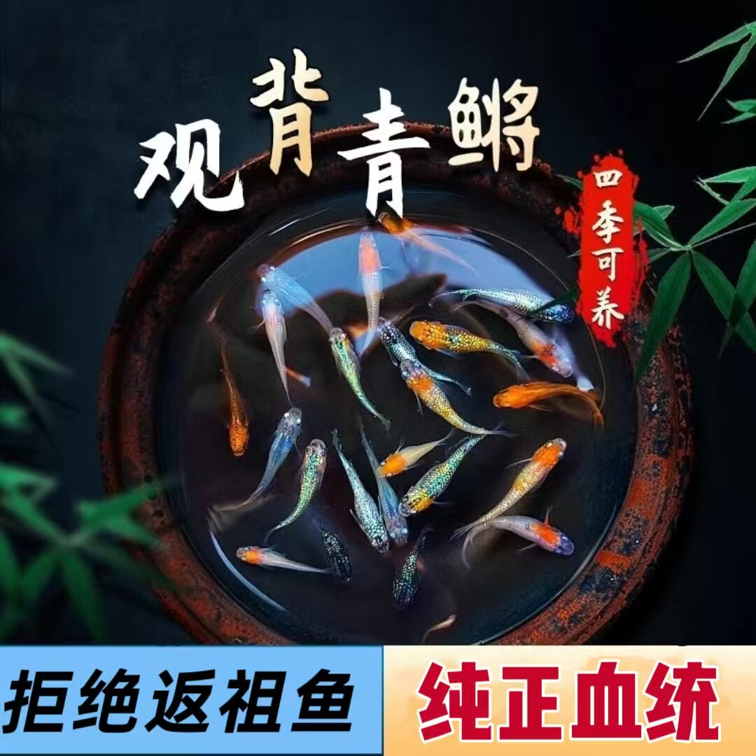 观背青鳉鱼冷水鱼自来水好养活耐活不打氧古法缸懒人新手鱼不加温