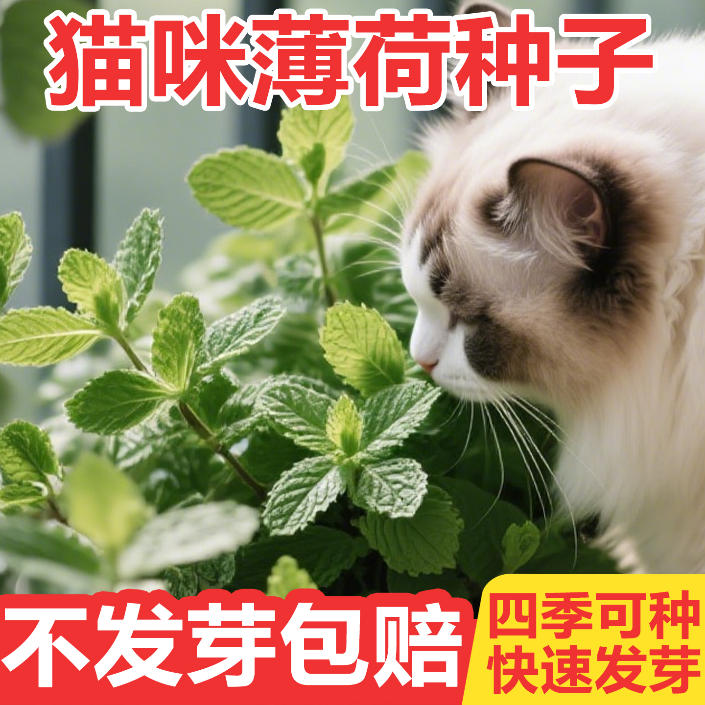 猫薄荷种籽盆栽可食用种植种子桌面绿植薄荷籽种室内阳台四季播种