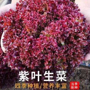 紫叶生菜种子沙拉生吃紫红生菜种籽四季蔬菜阳台盆栽田园花园菜籽