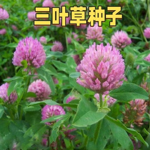白三叶草种子红三叶草籽绿化草坪草籽庭院红花酢浆草盆栽花卉植物
