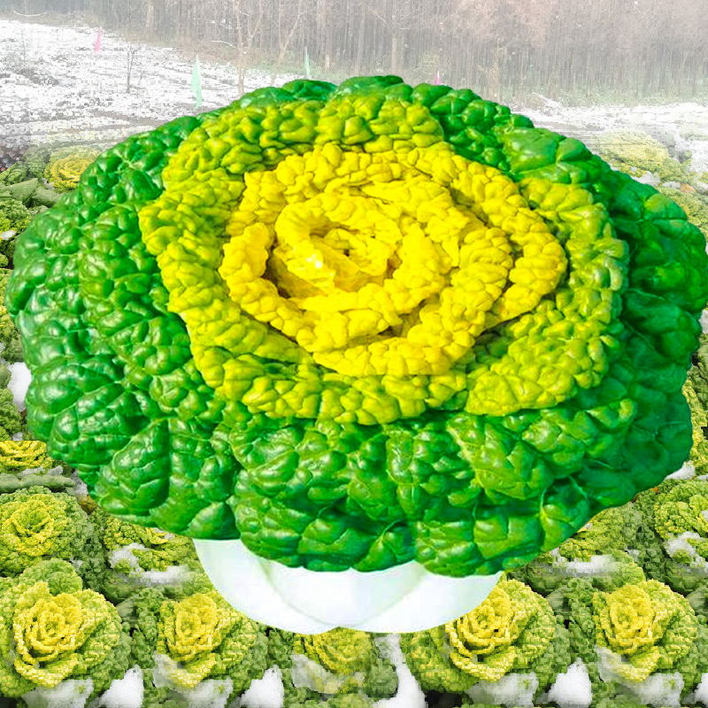 黄心乌菜种种子种籽乌塌菜雪里金花青菜蔬菜孑白菜黑菜乌塔菜菜籽