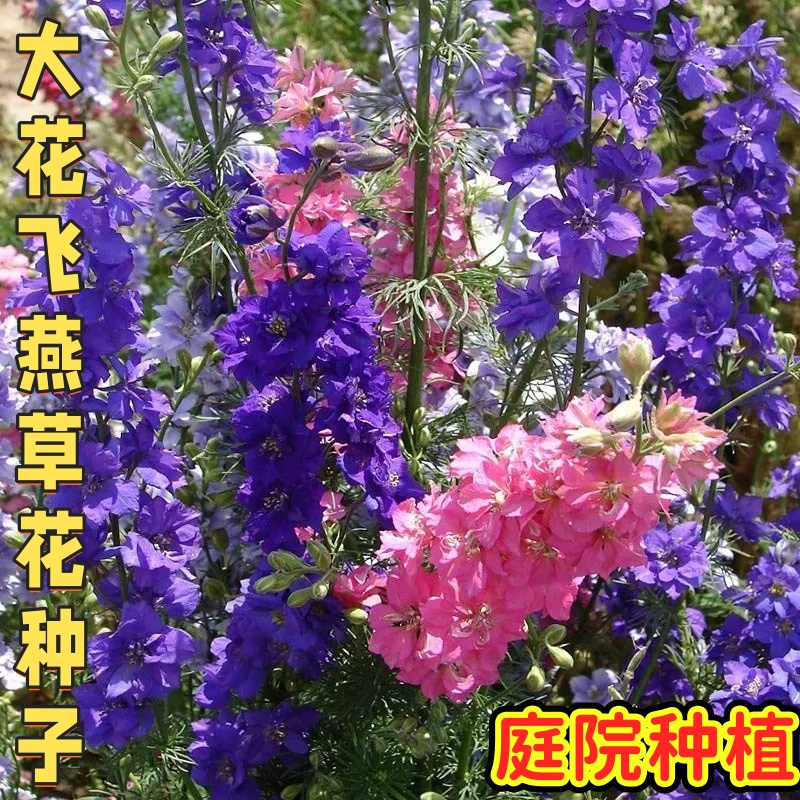 宿根耐寒大花飞燕草种子室外阳台庭花园院盆栽花卉植物千鸟草花籽