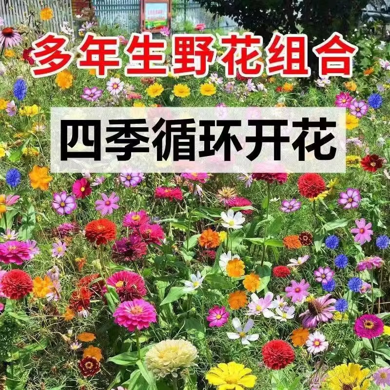 野花组合花种子波斯菊花种籽子四季播种开花格桑花花籽太阳花种孑