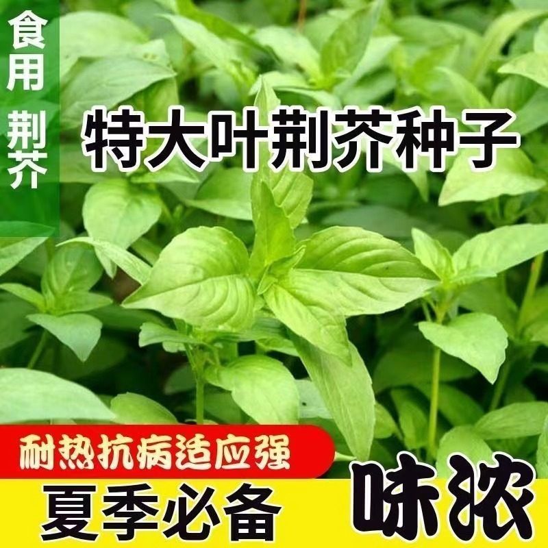 荆芥种子河南大叶荆芥菜种籽四季小青菜种籽农家田园盆栽蔬菜种子,鲜花速递/花卉仿真/绿植园艺,家庭园艺种子,淘宝优惠券,粉丝福利购,淘宝优惠卷