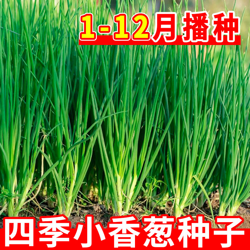 小葱种子大全四季小香葱籽种阳台盆栽本地老品种香葱种子大葱种子