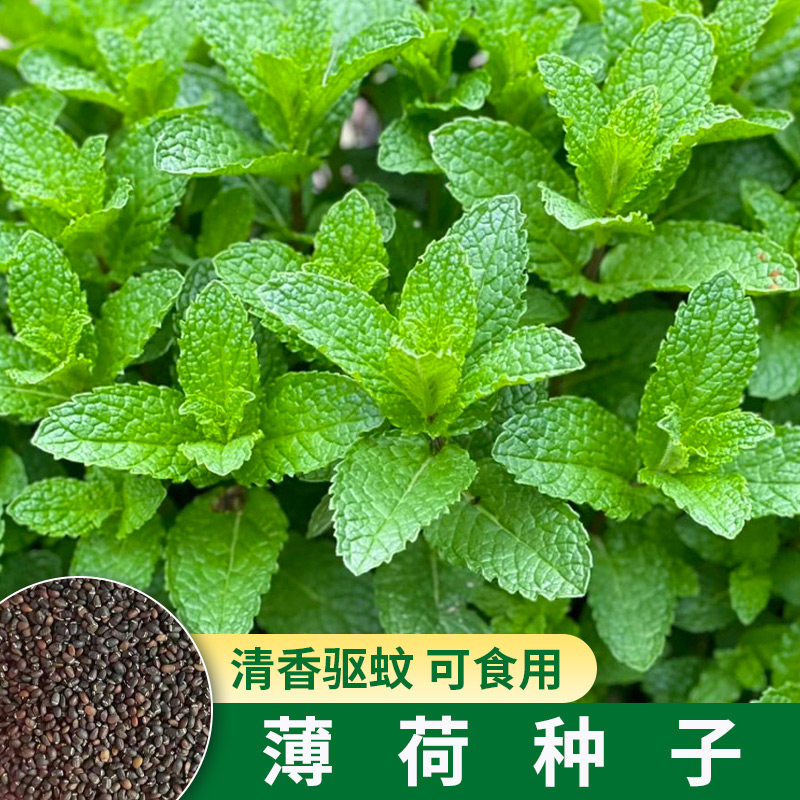 薄荷种子可食用室内植物驱蚊草阳台籽种薄荷叶盆栽花卉薄荷苗孑子,鲜花速递/花卉仿真/绿植园艺,家庭园艺种子,淘宝优惠券,粉丝福利购,淘宝优惠卷