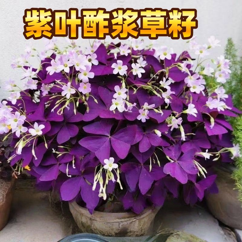 紫叶酢浆草种子浆草幸运草红叶草籽子卉盆栽绿植物