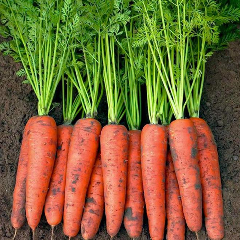九寸参胡萝卜种子红冠萝卜种籽四季夏秋冬种植蔬菜籽盆栽庭院高产